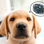 Nginx にて「413 Request Entity Too Large」エラーの対処法